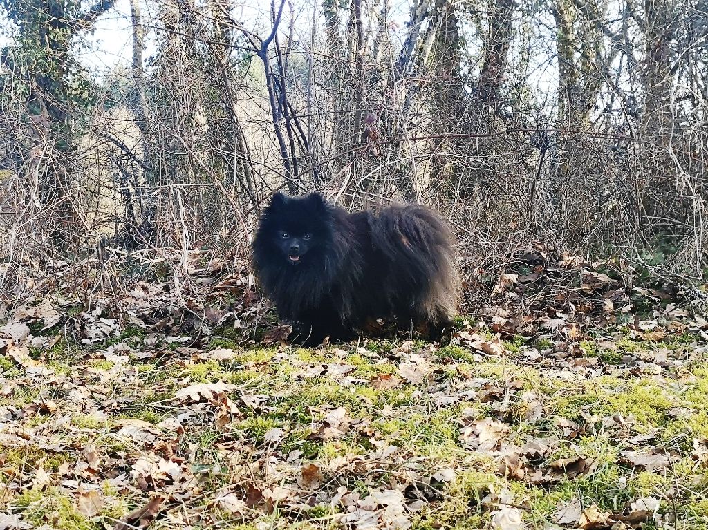 Noble black De La Beauté Française