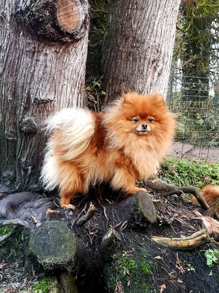 Belle ii De La Beauté Française