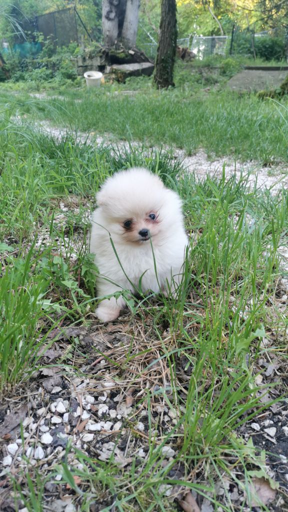 De La Beauté Française - Chiot disponible  - Spitz allemand