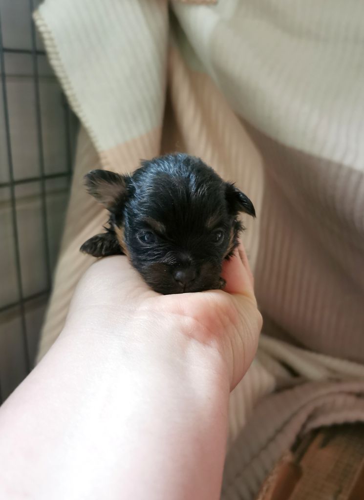 De La Beauté Française - Chiot disponible  - Spitz allemand