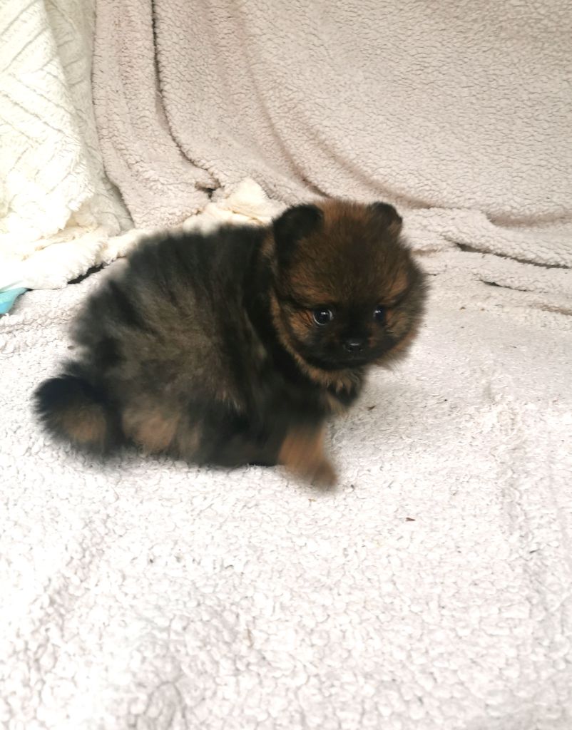 De La Beauté Française - Chiot disponible  - Spitz allemand