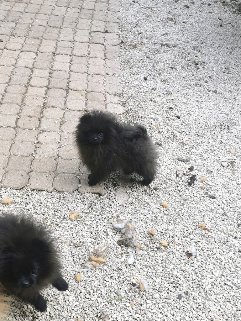 De La Beauté Française - Chiot disponible  - Spitz allemand