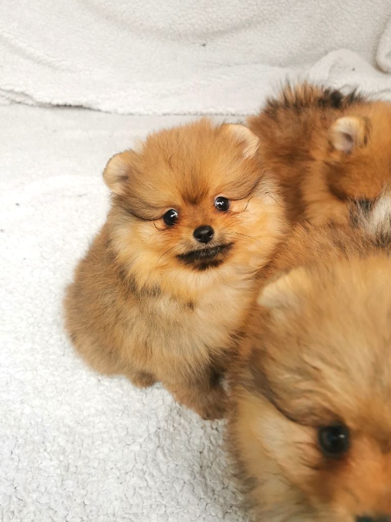 De La Beauté Française - Chiot disponible  - Spitz allemand