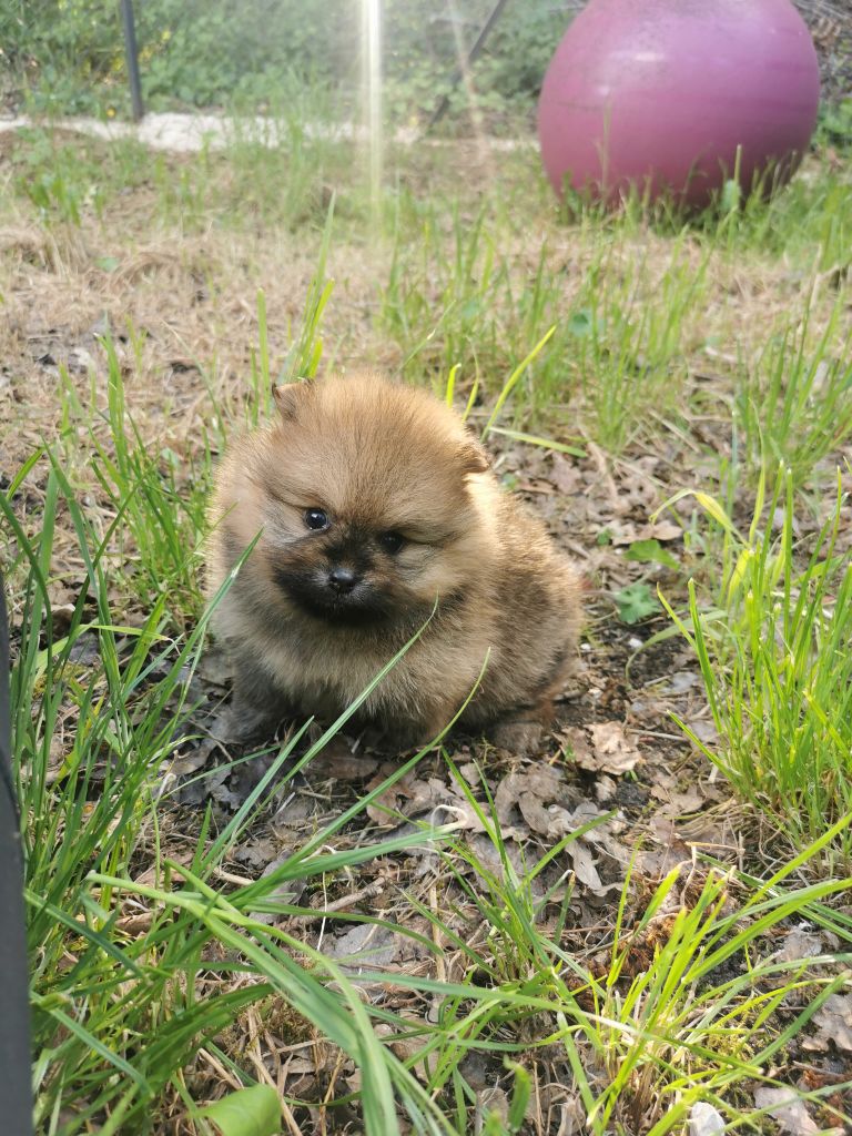 De La Beauté Française - Chiot disponible  - Spitz allemand