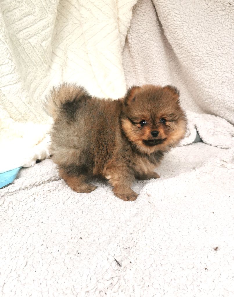 De La Beauté Française - Chiot disponible  - Spitz allemand