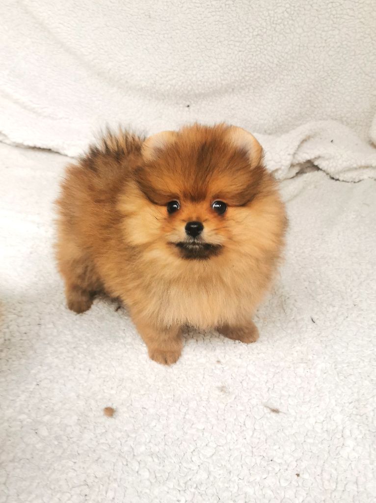 De La Beauté Française - Chiot disponible  - Spitz allemand