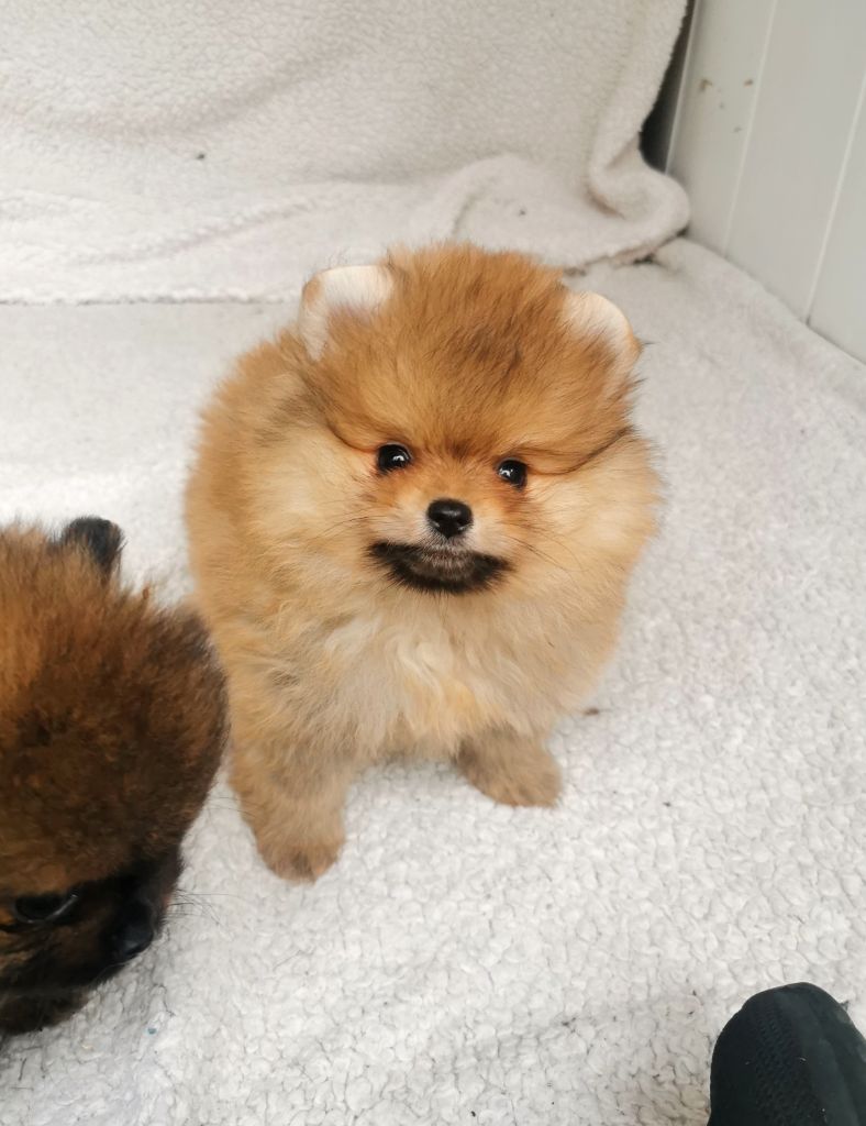 De La Beauté Française - Chiot disponible  - Spitz allemand