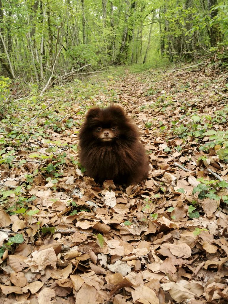 CH. Royale favorite De La Beauté Française