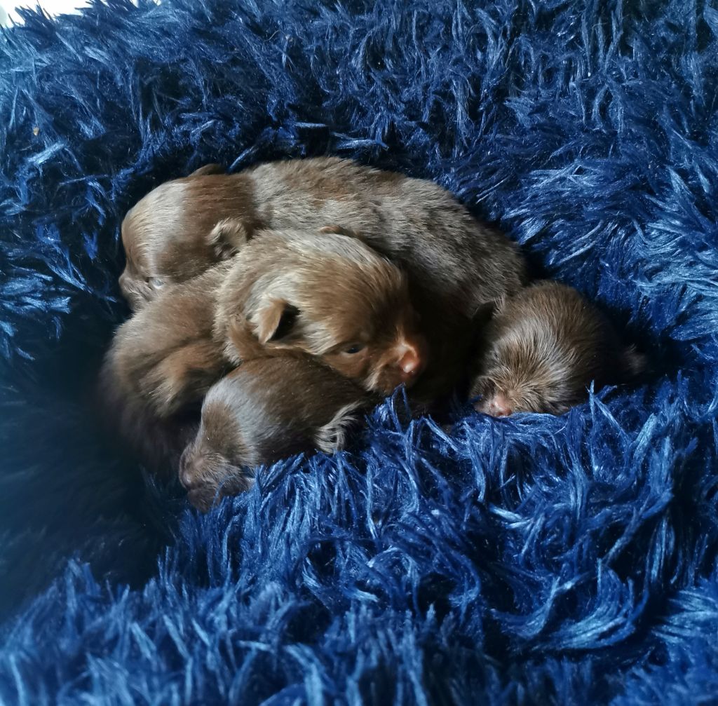 De La Beauté Française - Chiots disponibles - Spitz allemand