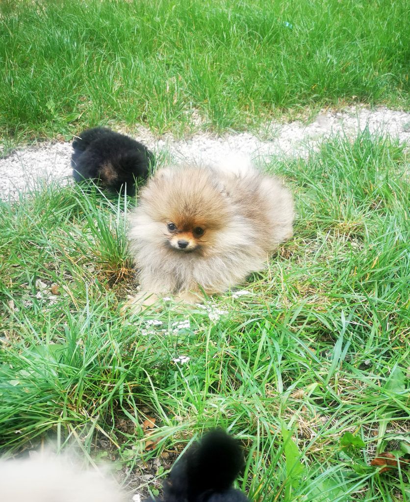 De La Beauté Française - Chiots disponibles - Spitz allemand