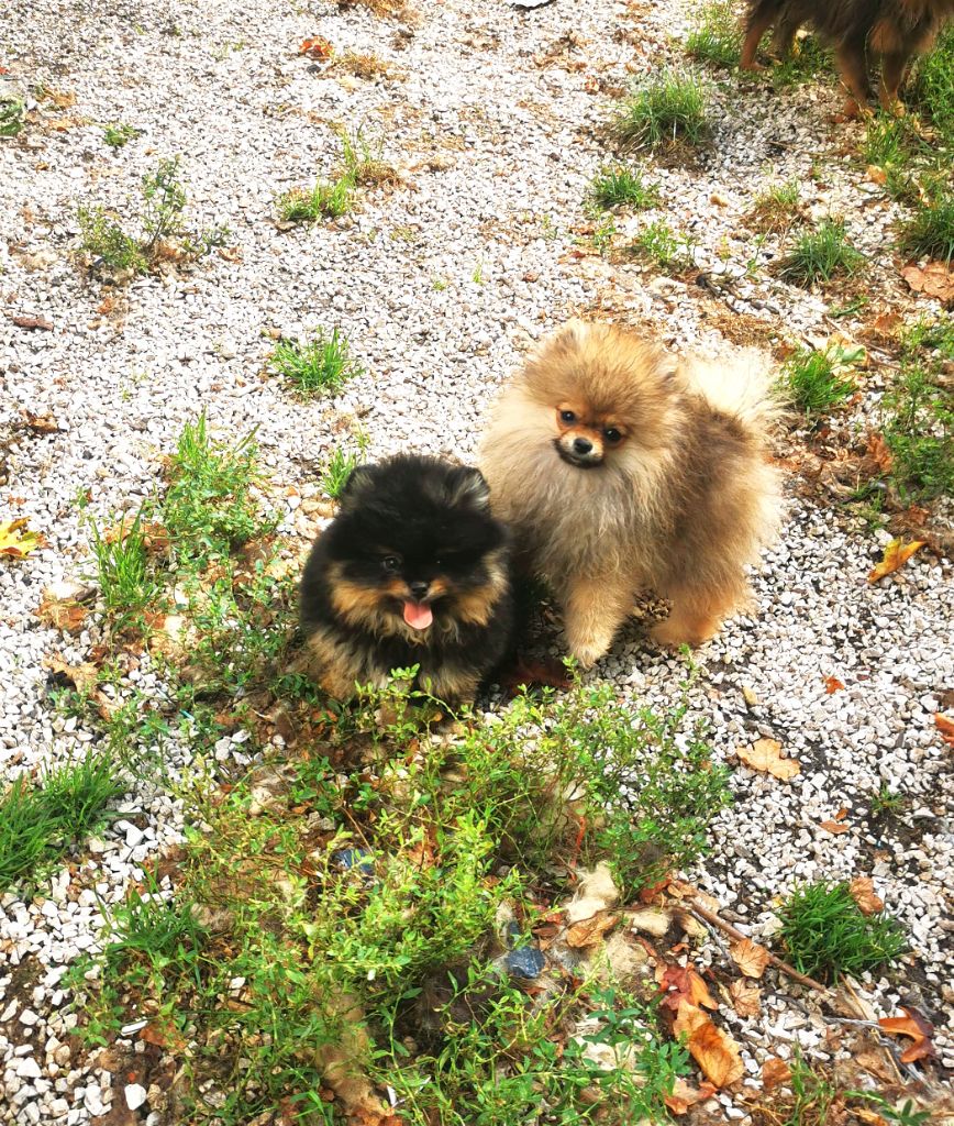 De La Beauté Française - Chiots disponibles - Spitz allemand