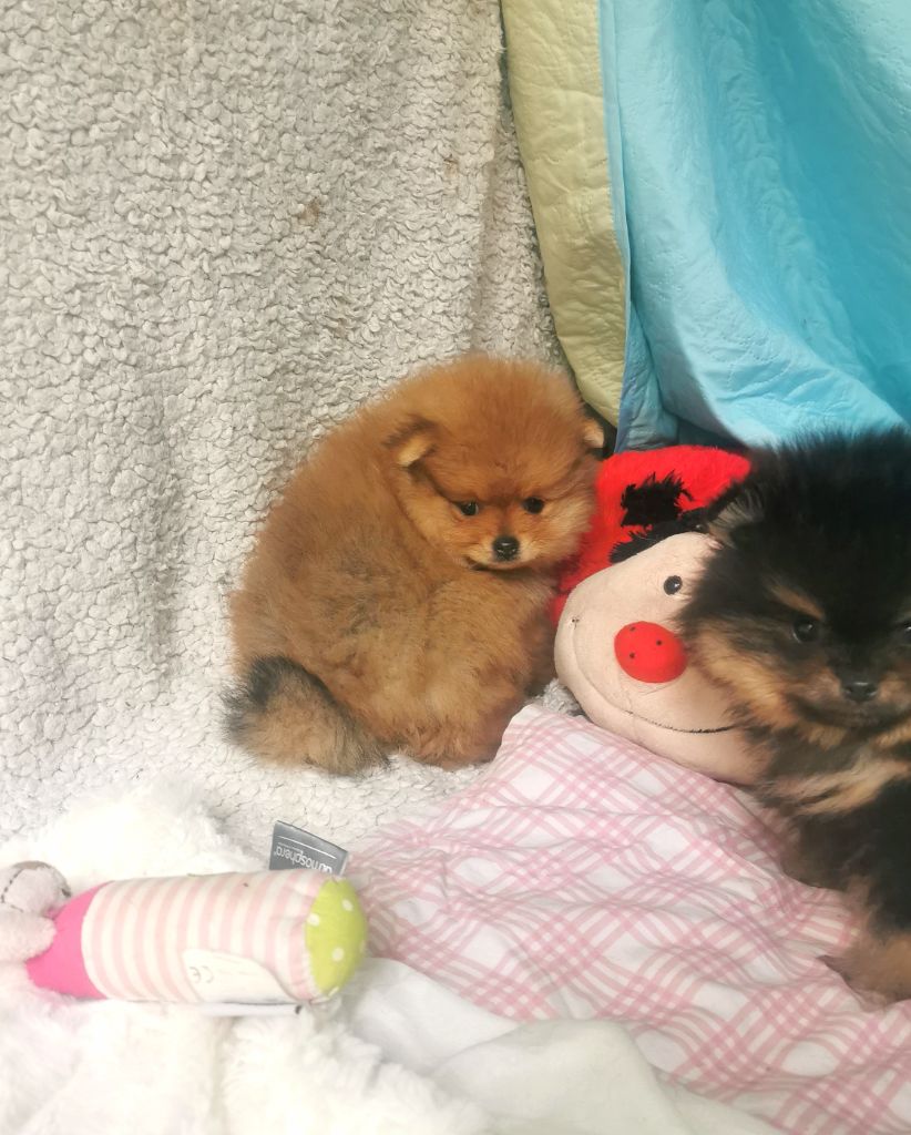 De La Beauté Française - Chiots disponibles - Spitz allemand