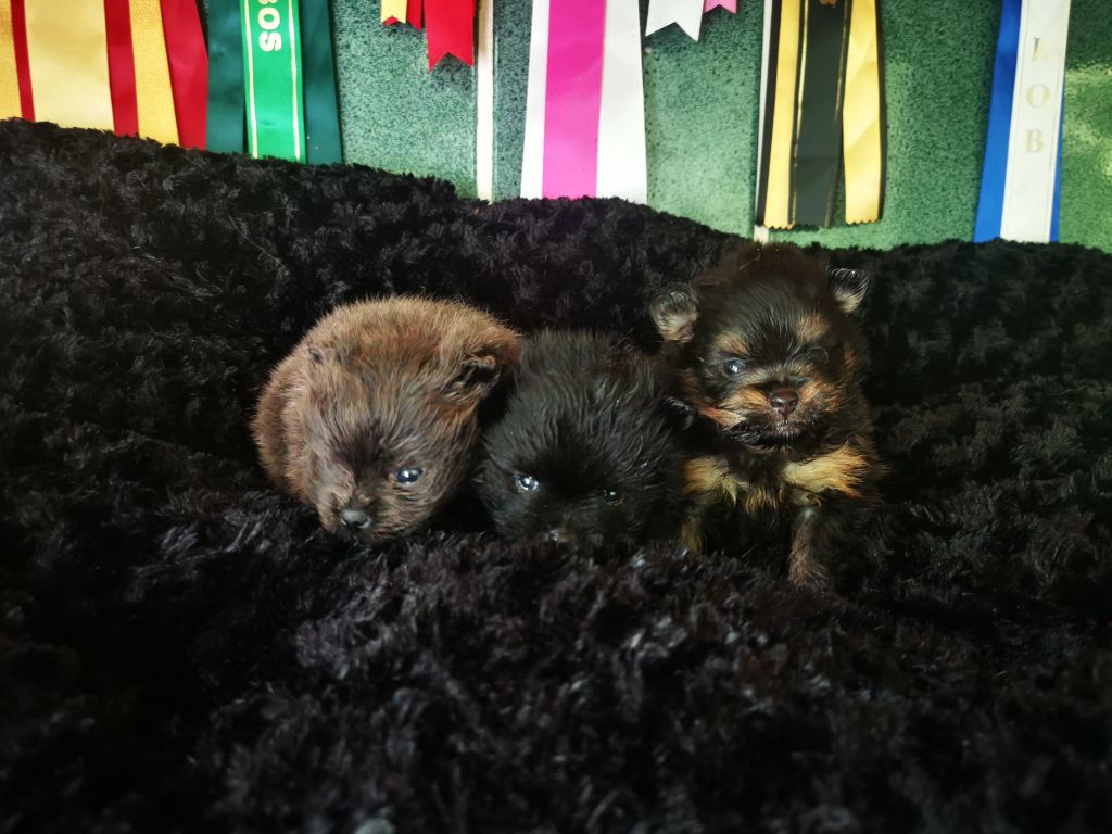 De La Beauté Française - Chiots disponibles - Spitz allemand