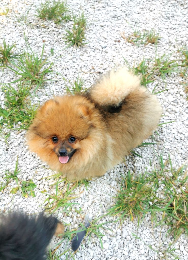 De La Beauté Française - Chiots disponibles - Spitz allemand