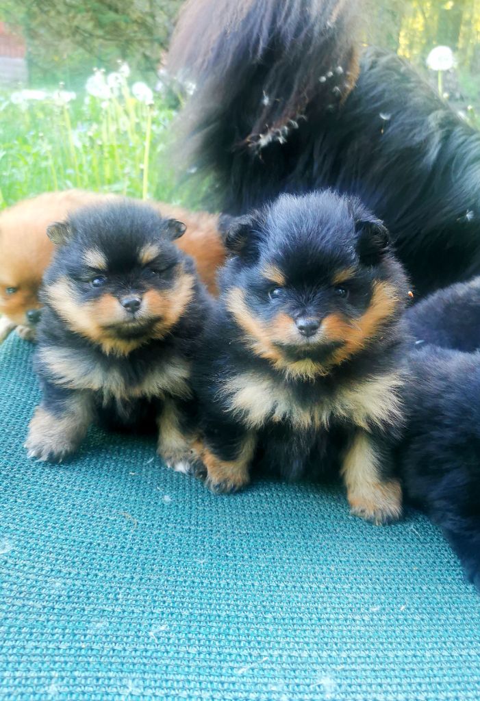 De La Beauté Française - Chiots disponibles - Spitz allemand