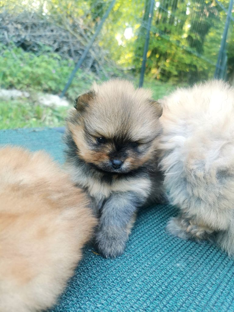 De La Beauté Française - Chiots disponibles - Spitz allemand