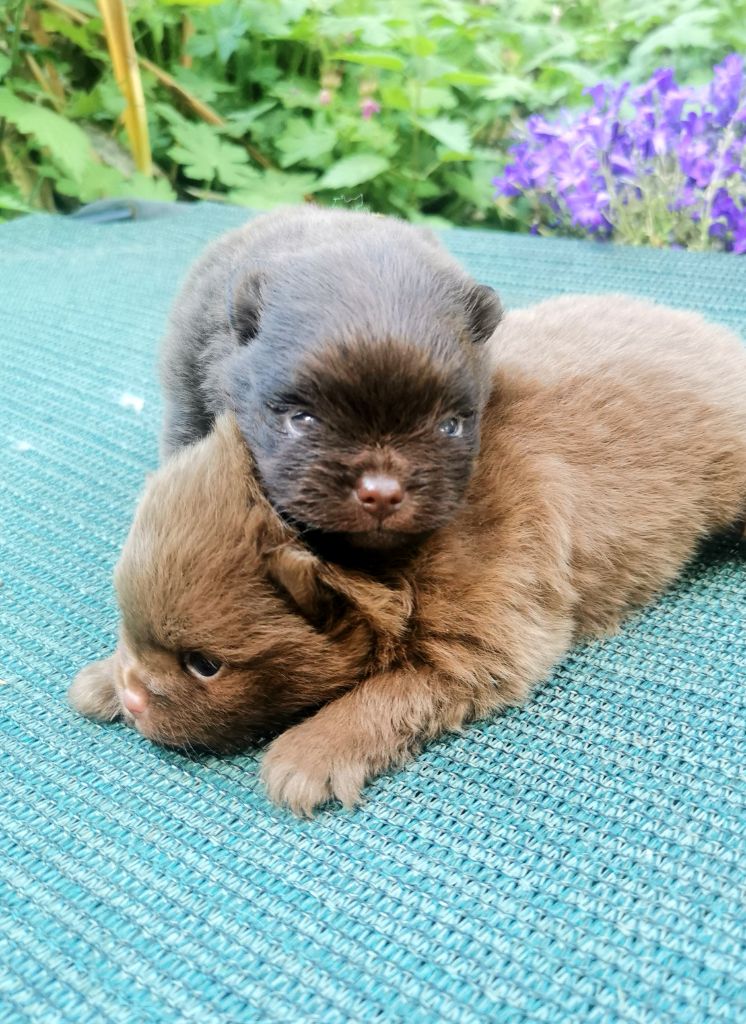 De La Beauté Française - Chiots disponibles - Spitz allemand