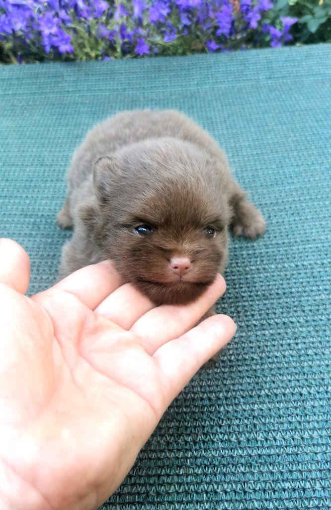 De La Beauté Française - Chiots disponibles - Spitz allemand