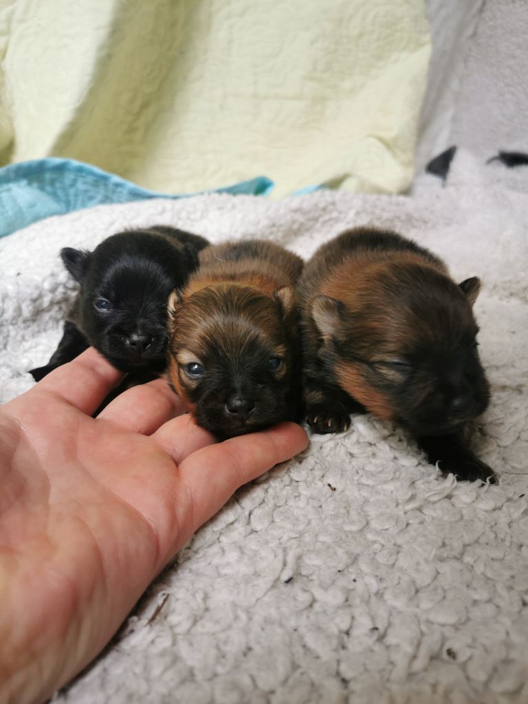 De La Beauté Française - Chiots disponibles - Spitz allemand