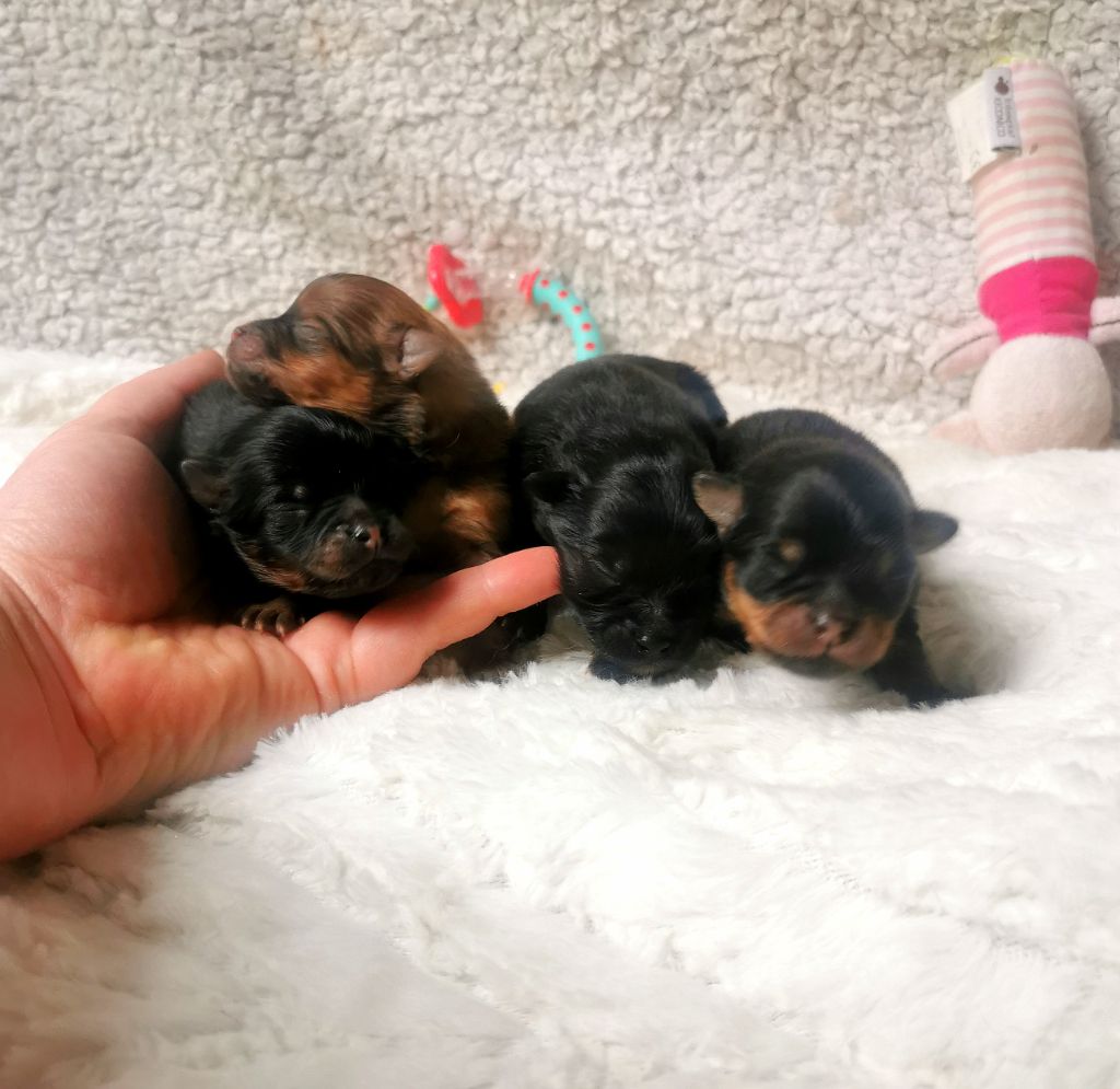 De La Beauté Française - Chiots disponibles - Spitz allemand