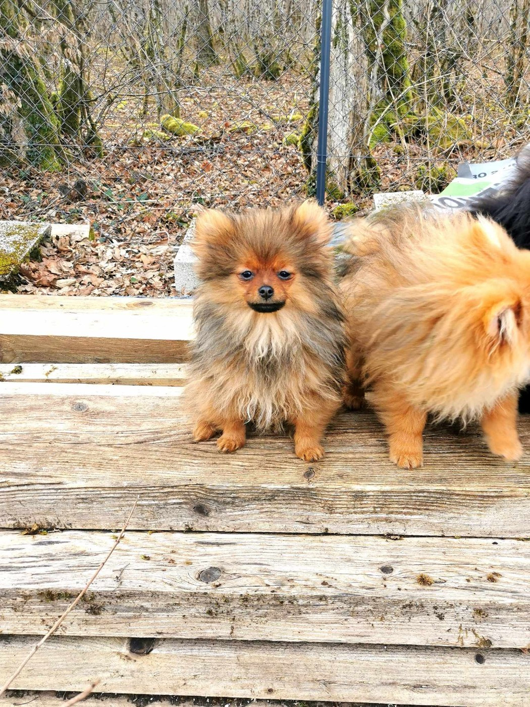 De La Beauté Française - Chiots disponibles - Spitz allemand