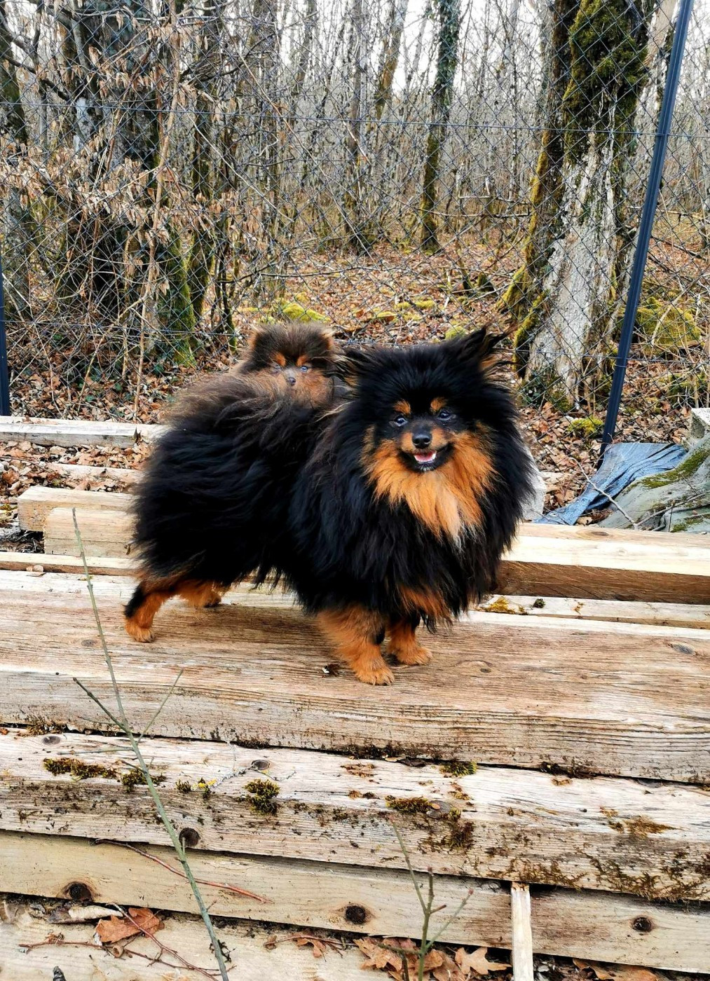 De La Beauté Française - Chiots disponibles - Spitz allemand