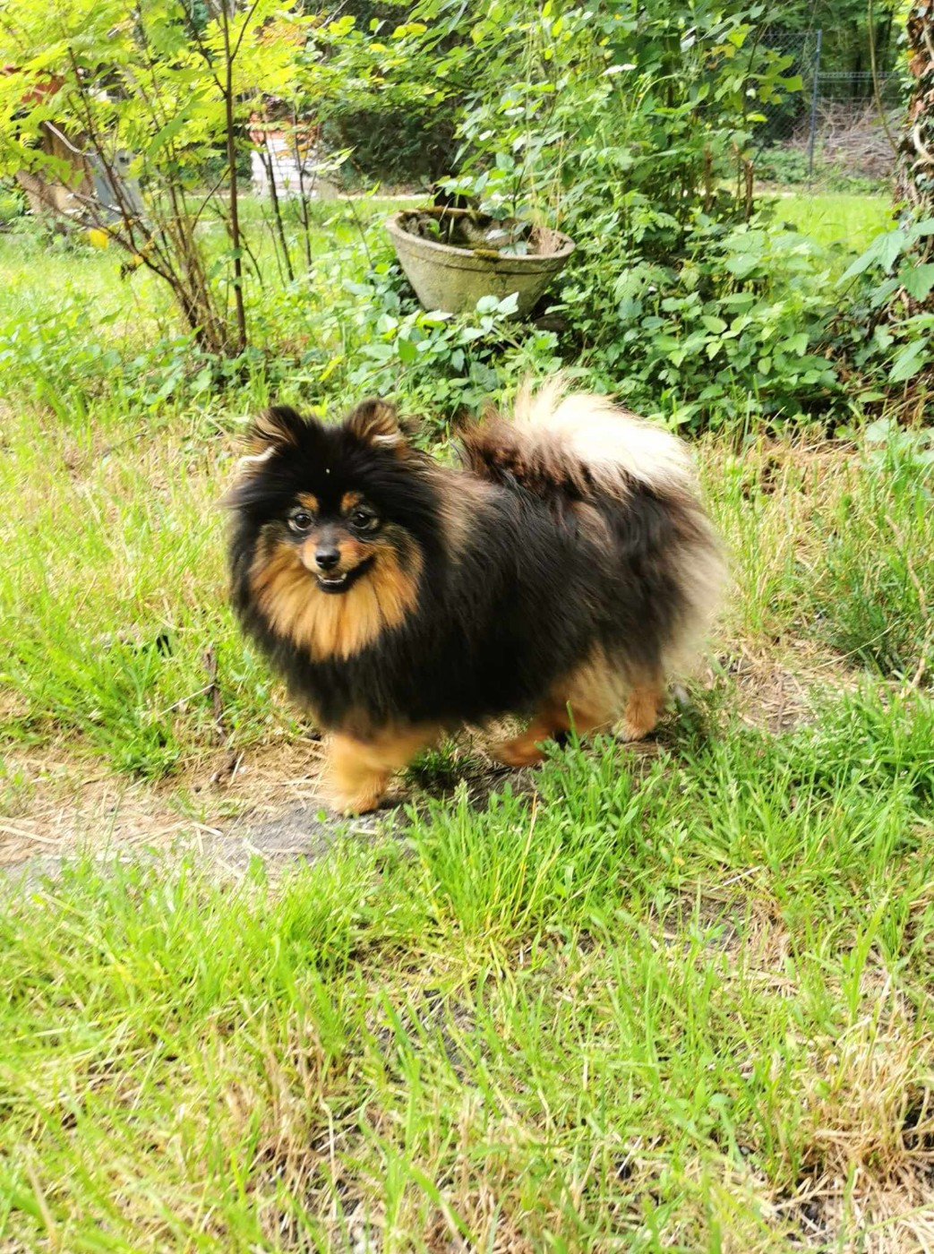 De La Beauté Française - Chiots disponibles - Spitz allemand