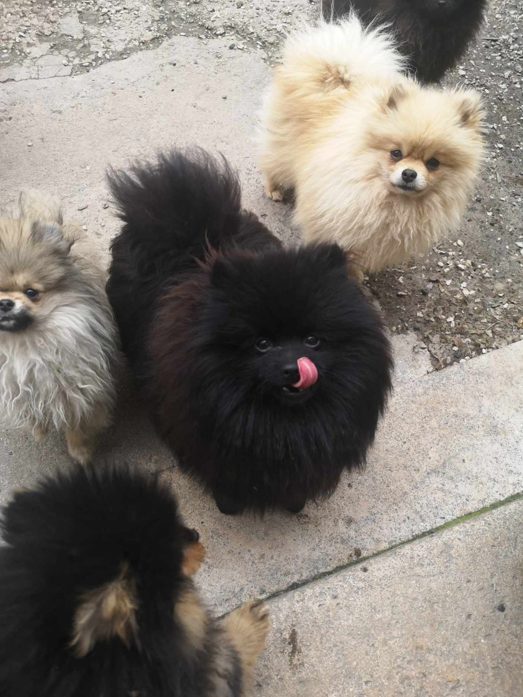 De La Beauté Française - Chiots disponibles - Spitz allemand