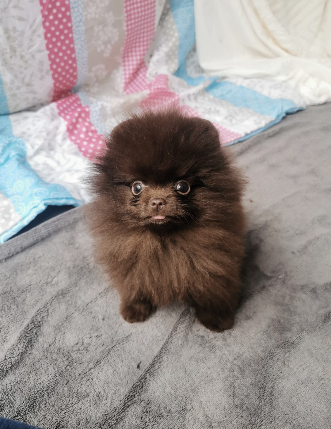 De La Beauté Française - Chiots disponibles - Spitz allemand