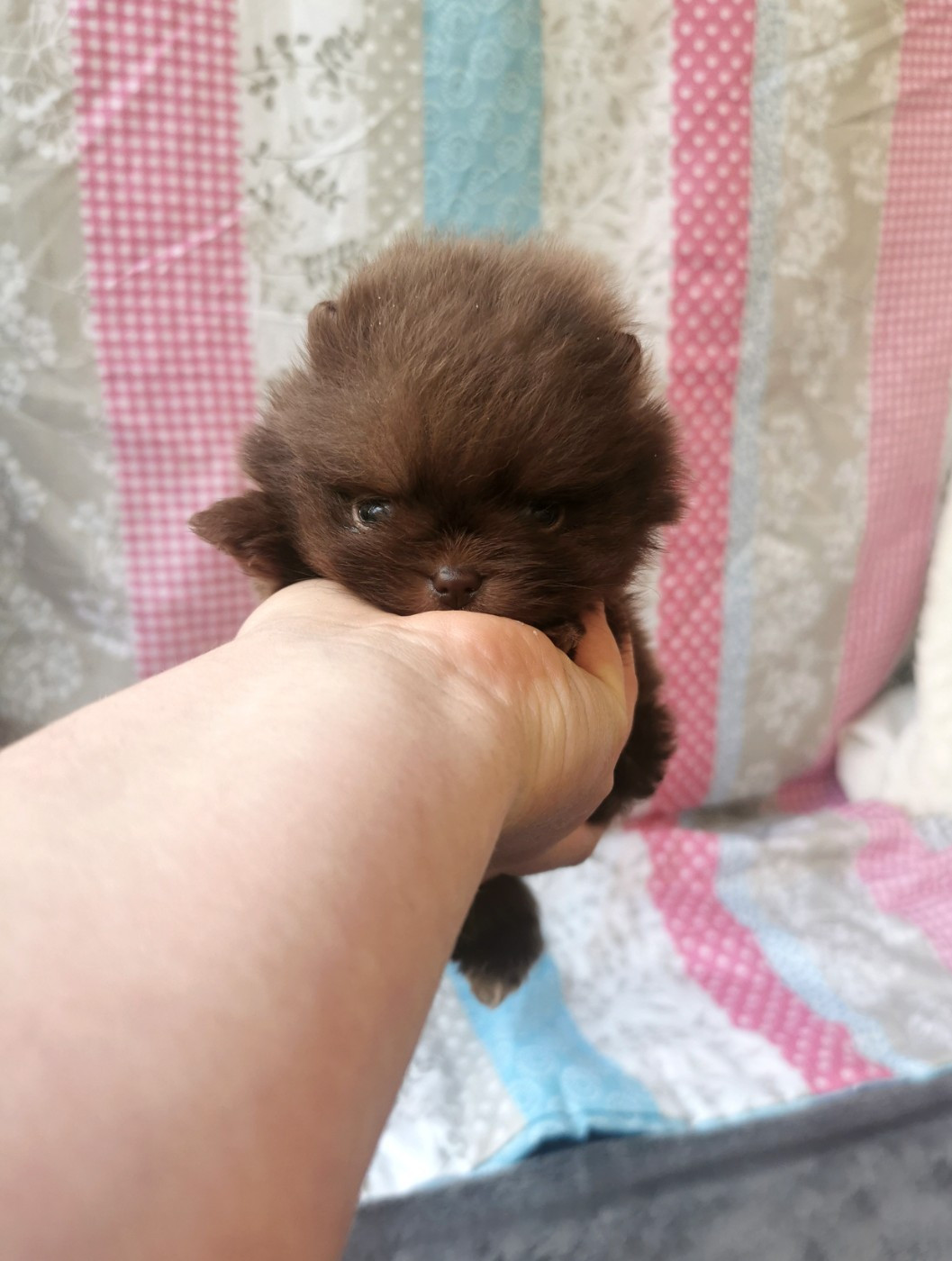 De La Beauté Française - Chiots disponibles - Spitz allemand