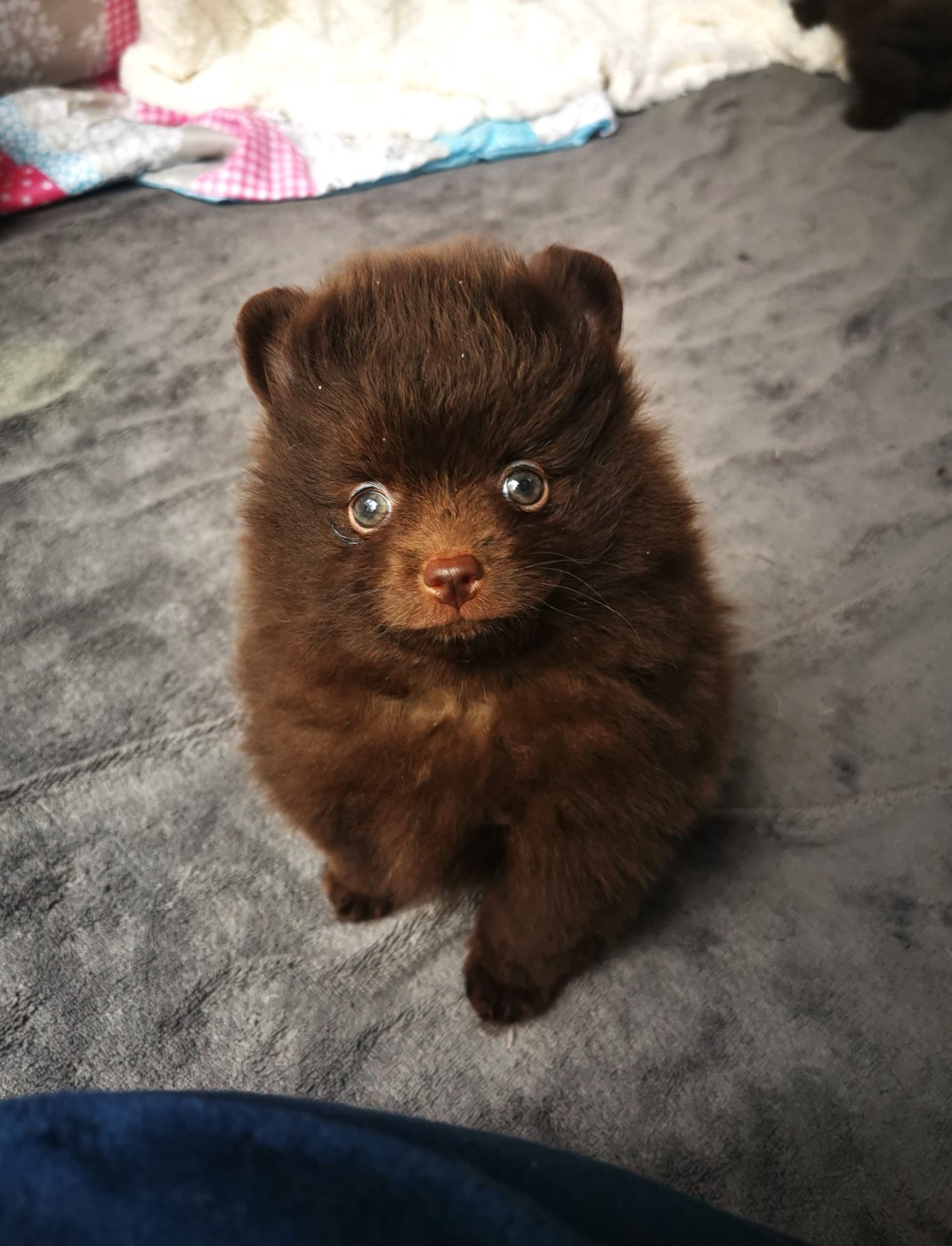 De La Beauté Française - Chiots disponibles - Spitz allemand