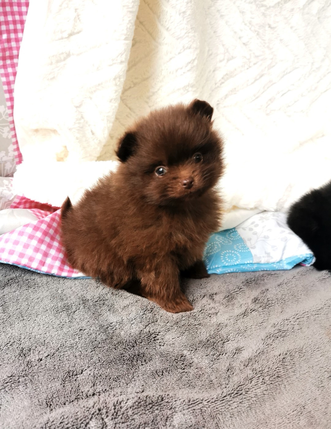 De La Beauté Française - Chiots disponibles - Spitz allemand