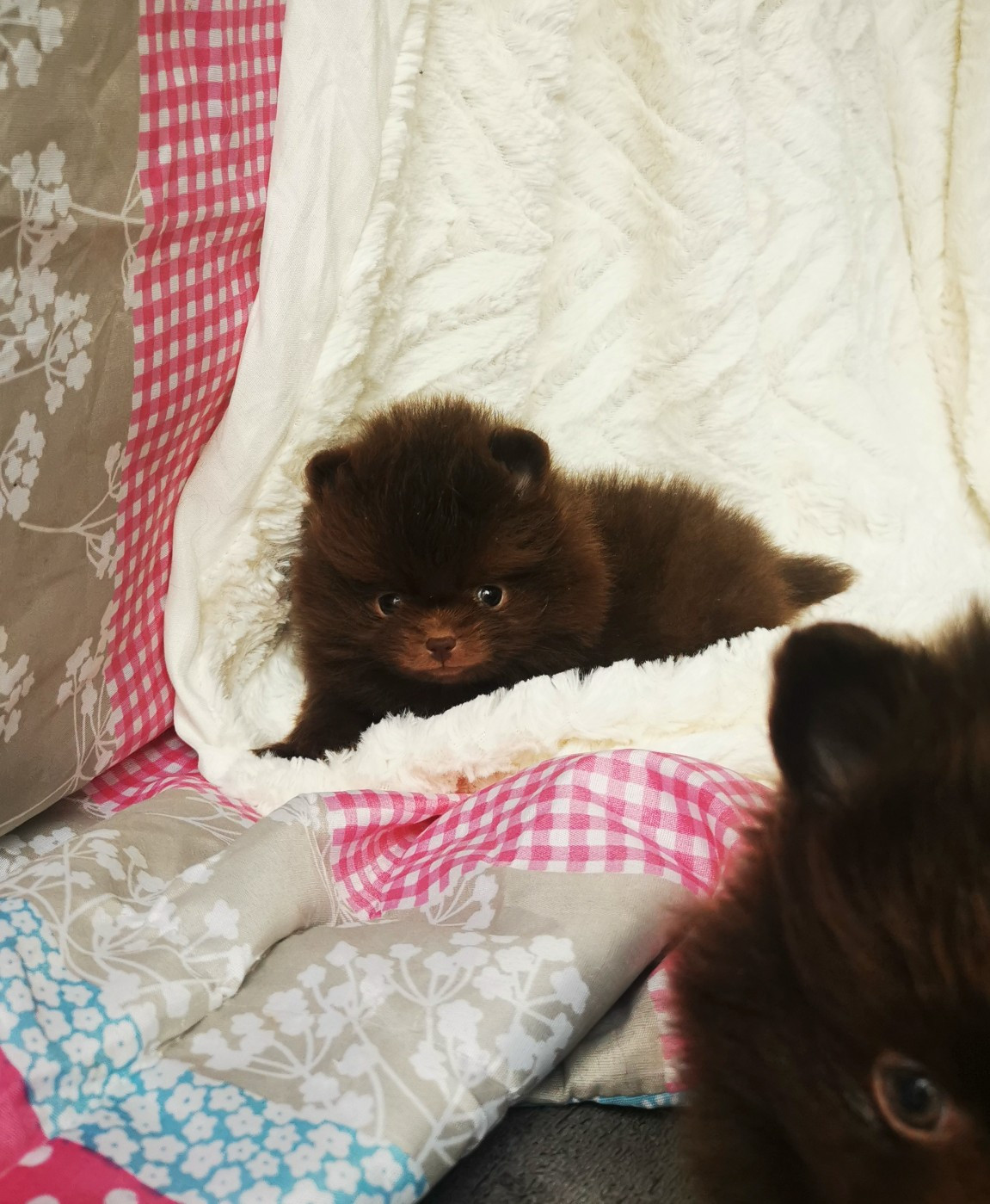 De La Beauté Française - Chiots disponibles - Spitz allemand