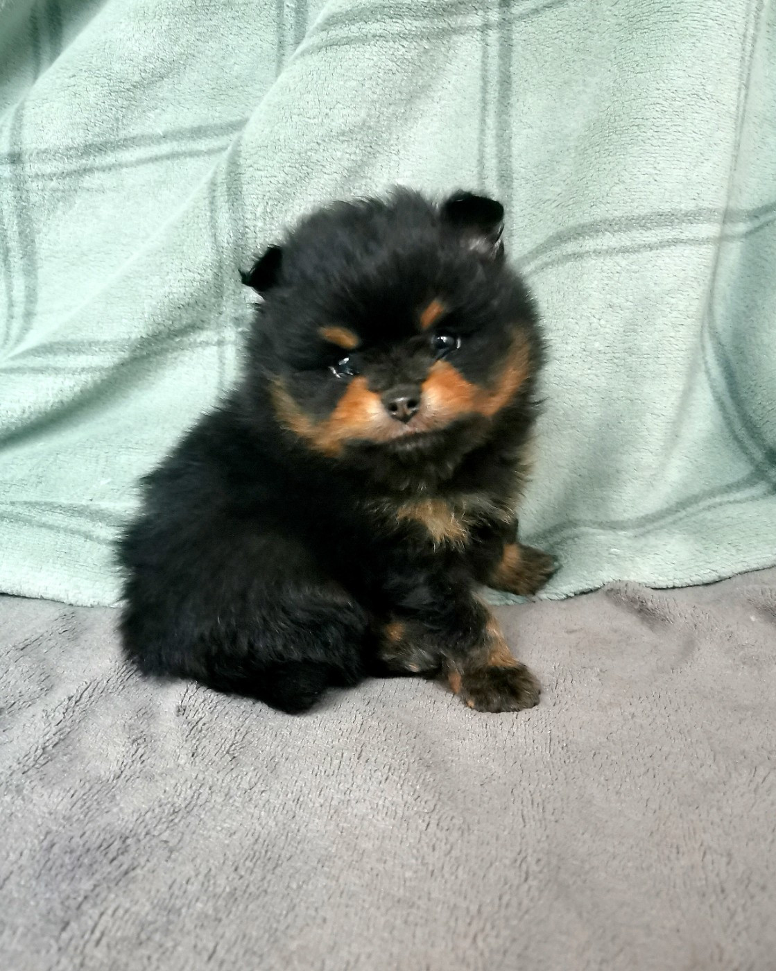 De La Beauté Française - Chiots disponibles - Spitz allemand