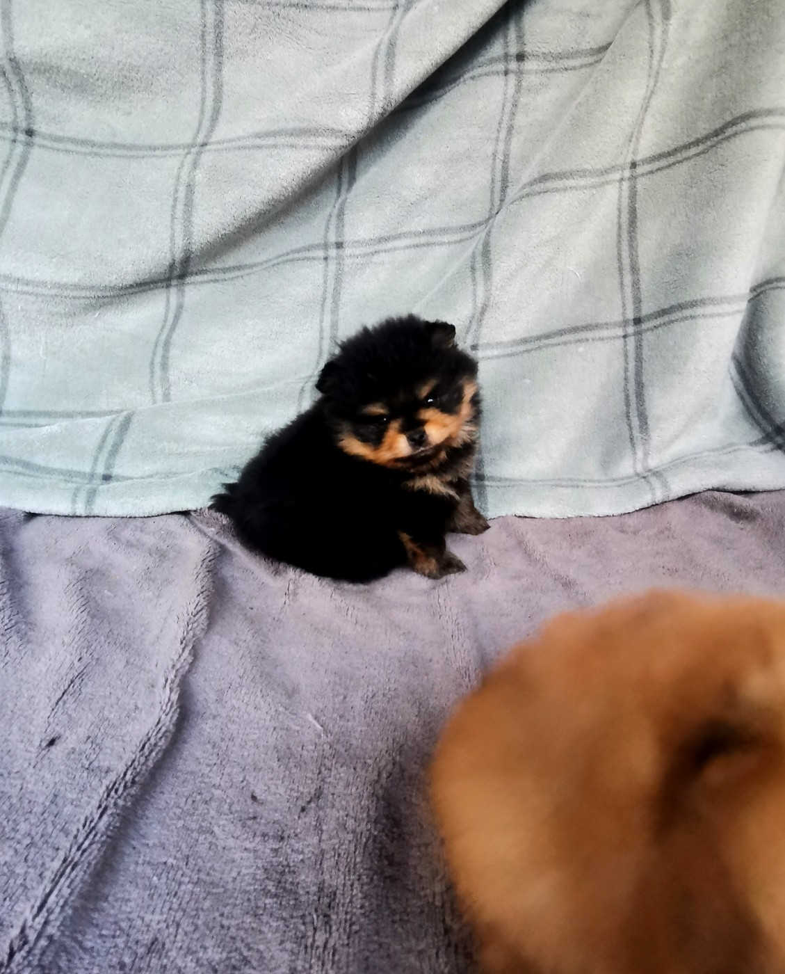 De La Beauté Française - Chiots disponibles - Spitz allemand