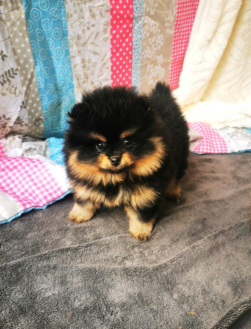 De La Beauté Française - Chiots disponibles - Spitz allemand