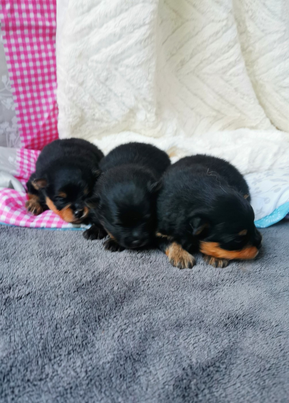 De La Beauté Française - Chiots disponibles - Spitz allemand