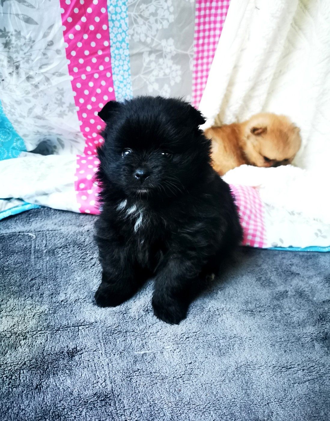 De La Beauté Française - Chiots disponibles - Spitz allemand