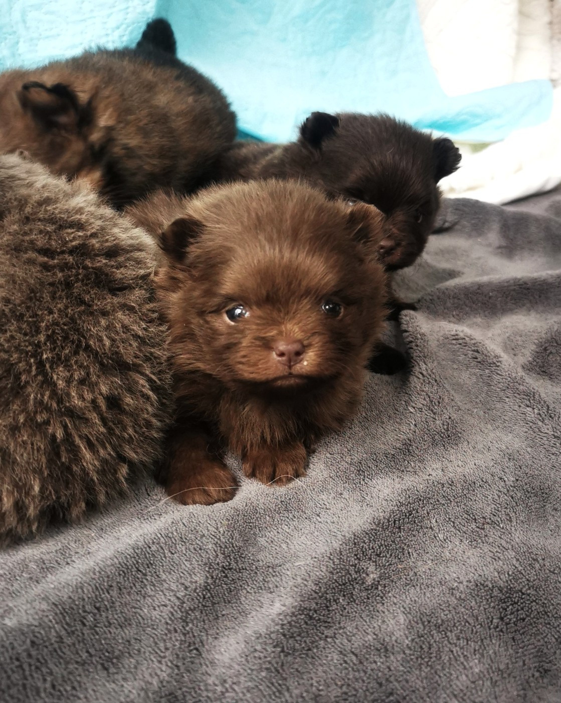 De La Beauté Française - Chiots disponibles - Spitz allemand