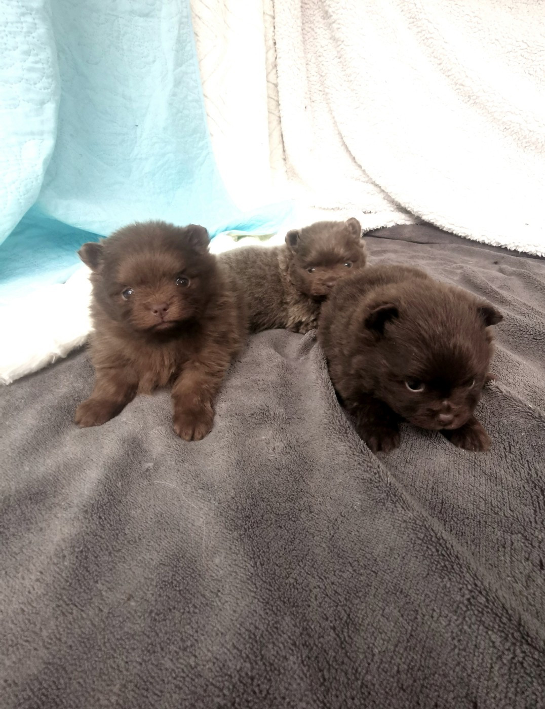 De La Beauté Française - Chiots disponibles - Spitz allemand