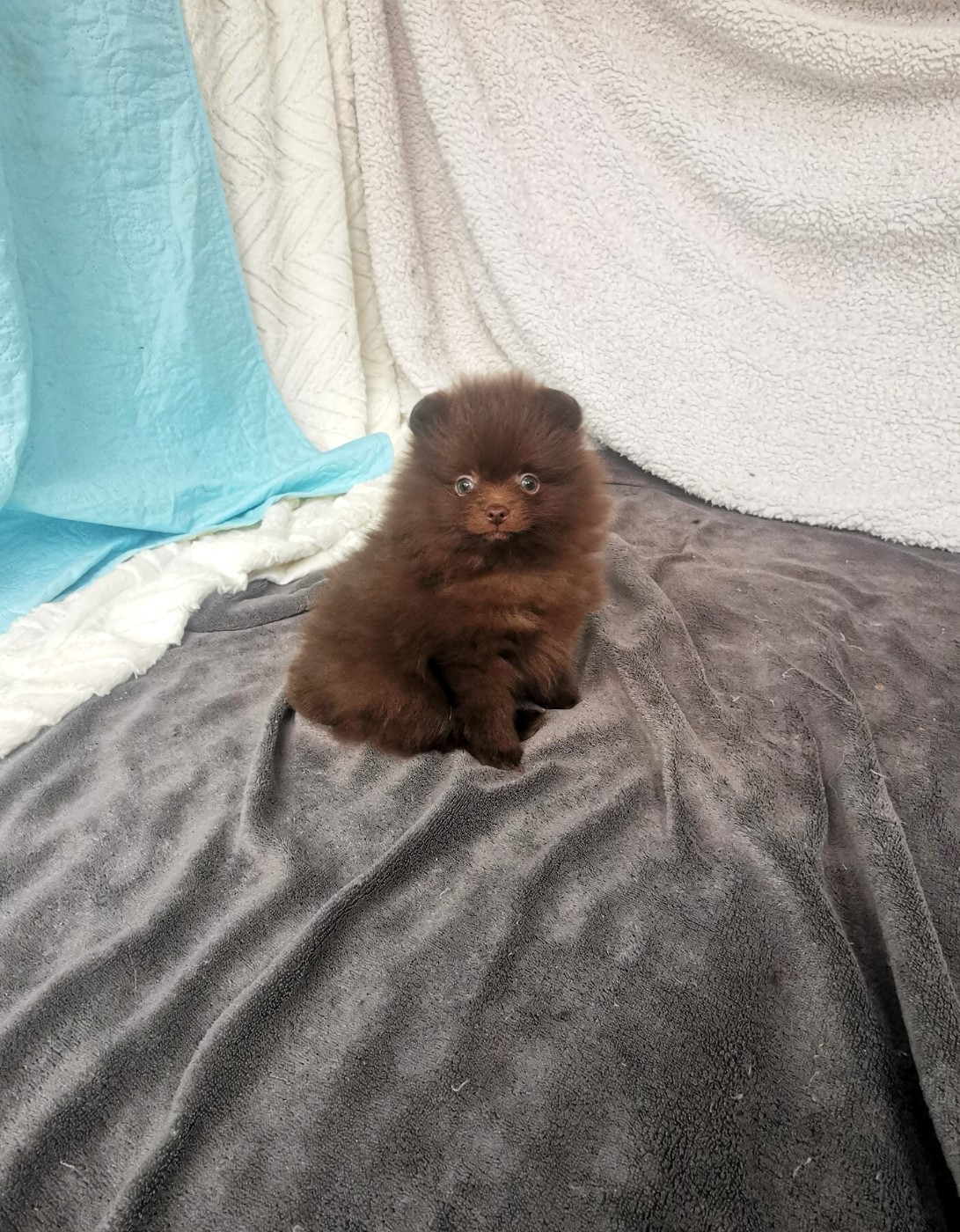 De La Beauté Française - Chiots disponibles - Spitz allemand