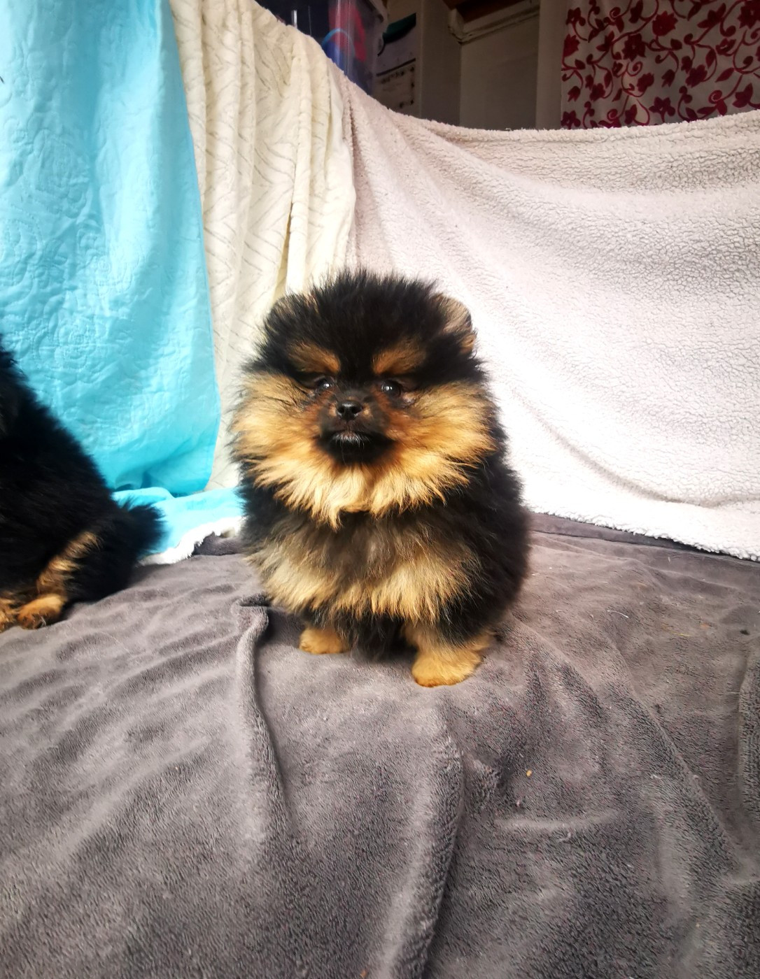 De La Beauté Française - Chiots disponibles - Spitz allemand