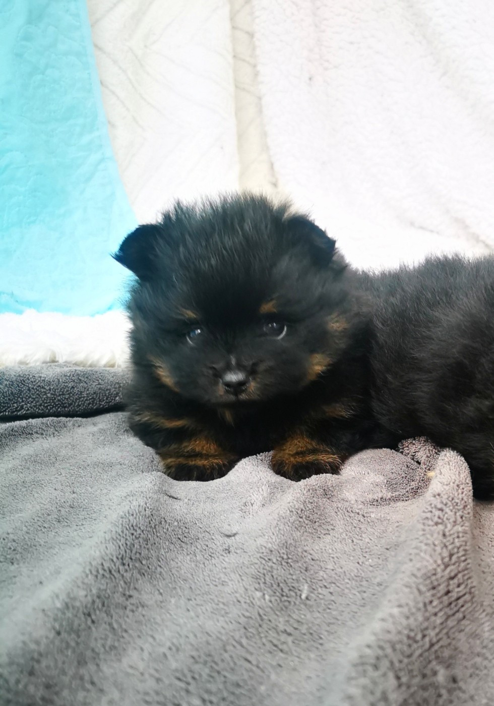 De La Beauté Française - Chiots disponibles - Spitz allemand