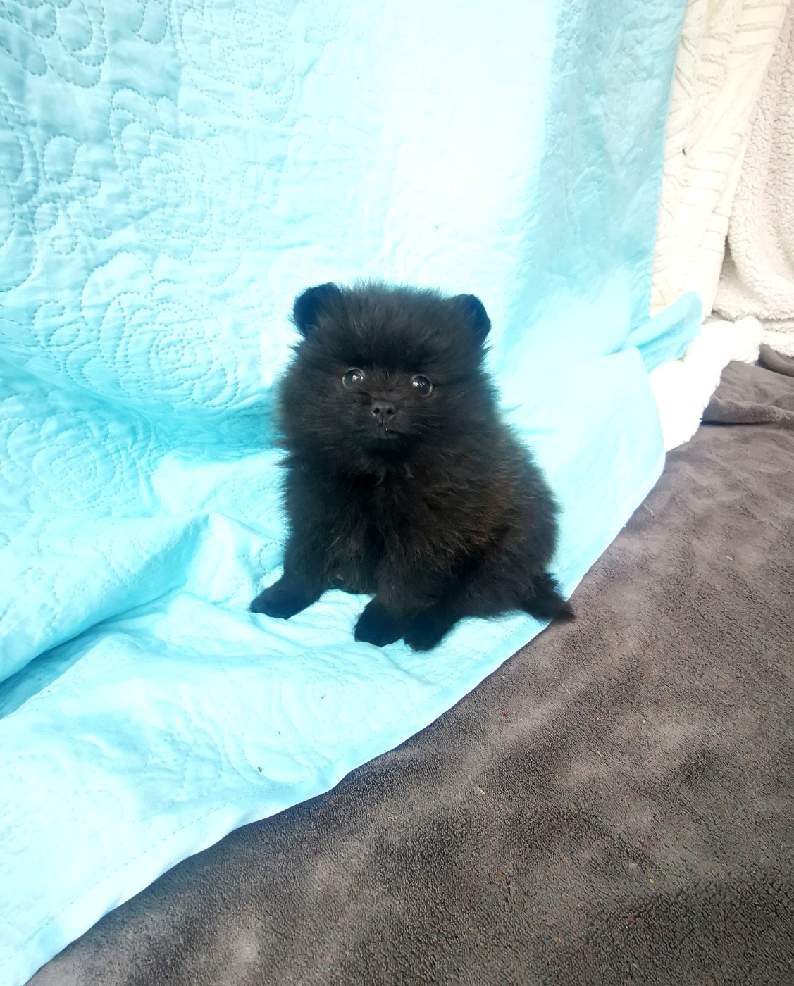 De La Beauté Française - Chiots disponibles - Spitz allemand