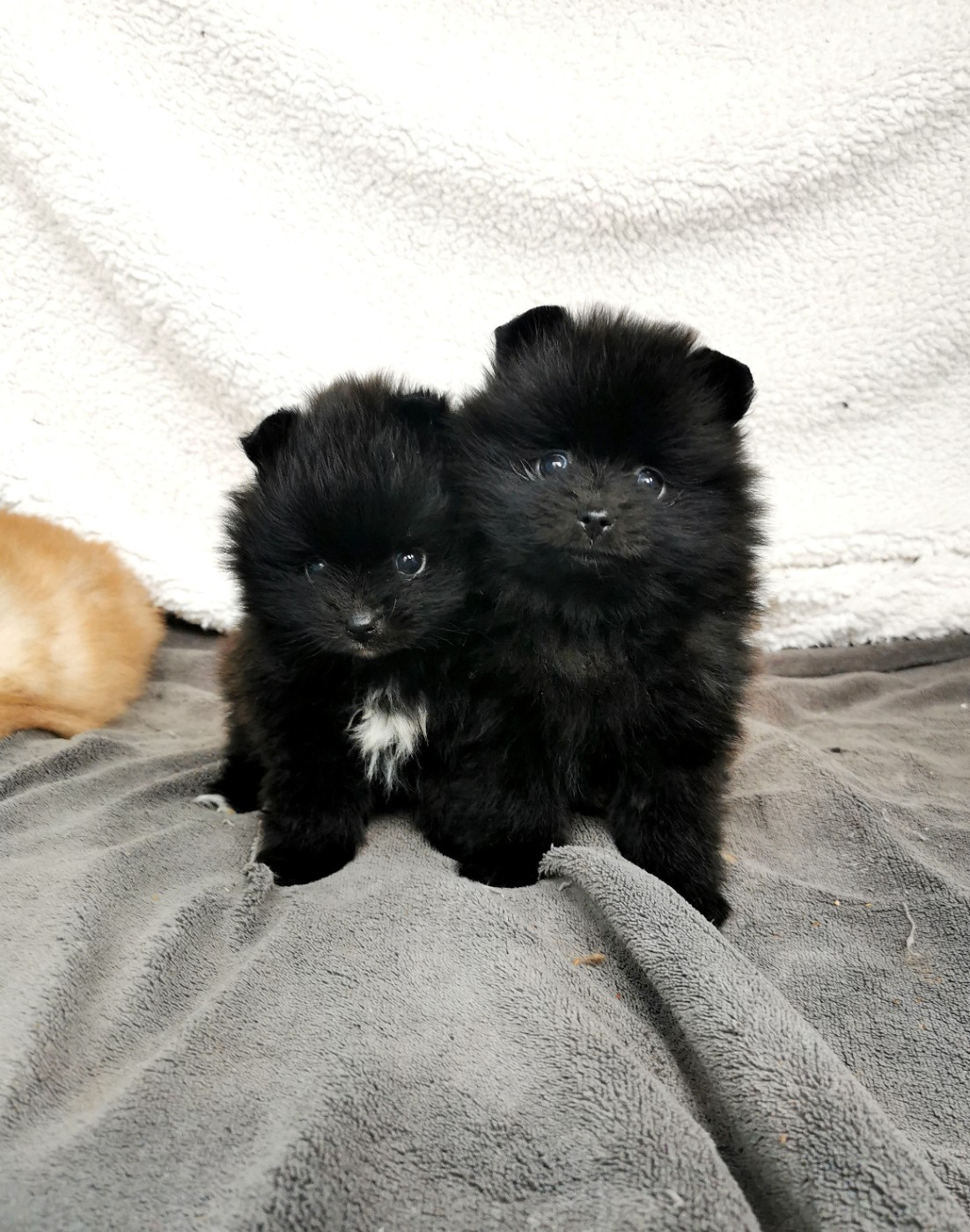 De La Beauté Française - Chiots disponibles - Spitz allemand