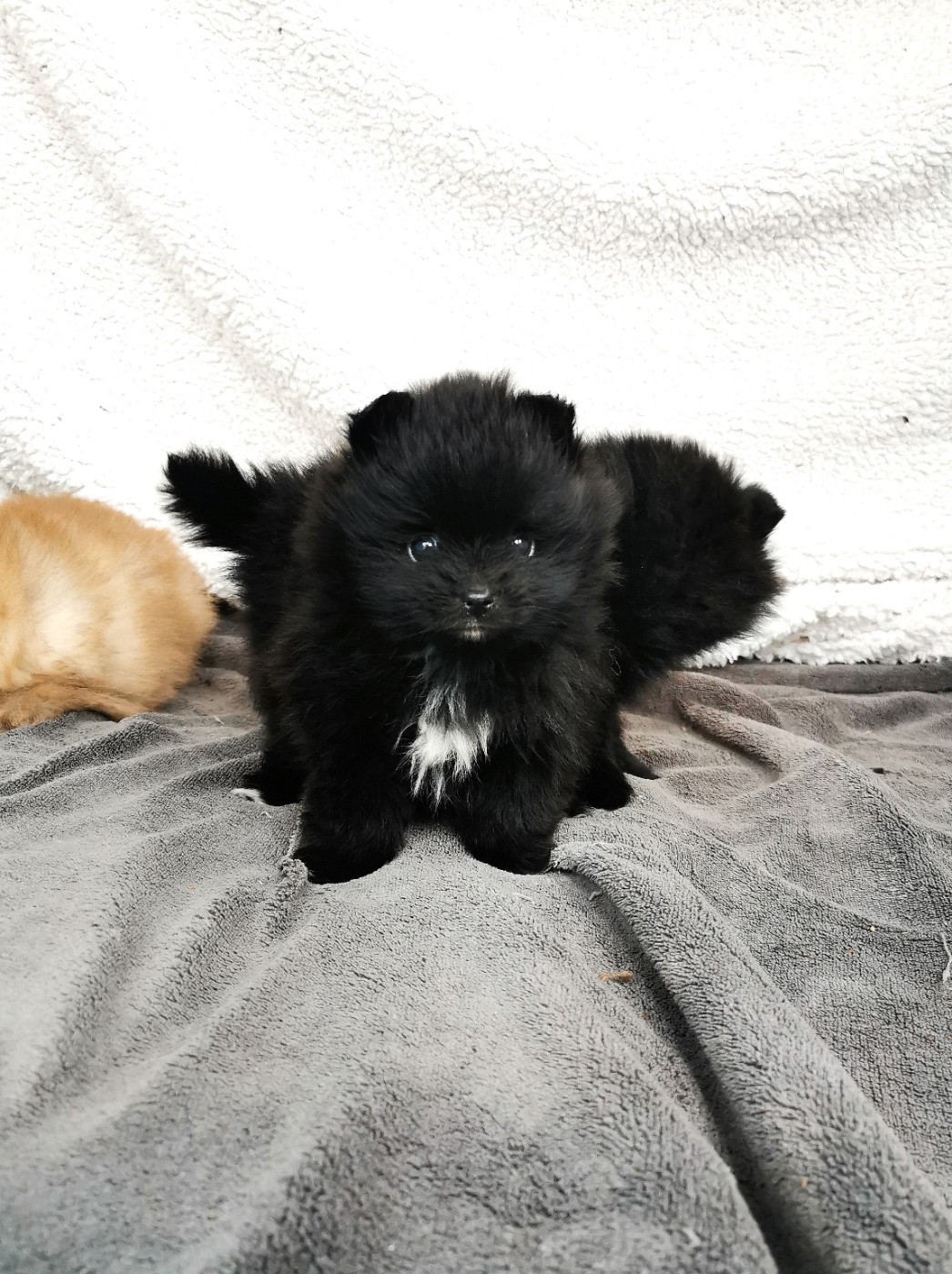 De La Beauté Française - Chiots disponibles - Spitz allemand