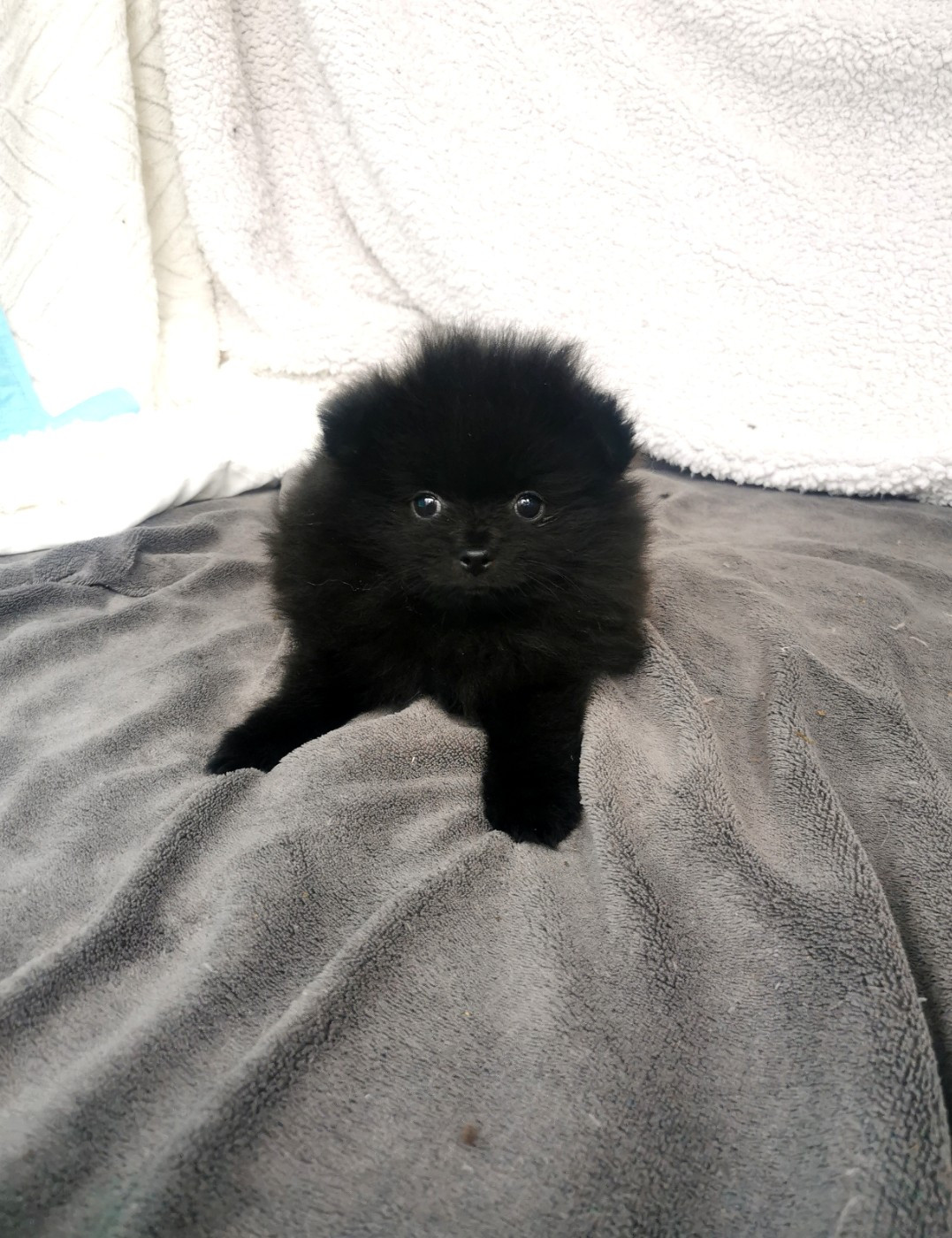 De La Beauté Française - Chiots disponibles - Spitz allemand