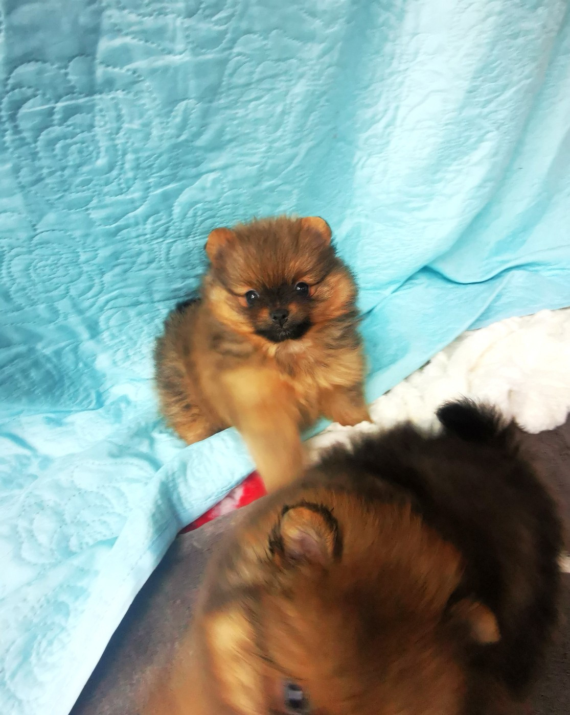 De La Beauté Française - Chiots disponibles - Spitz allemand