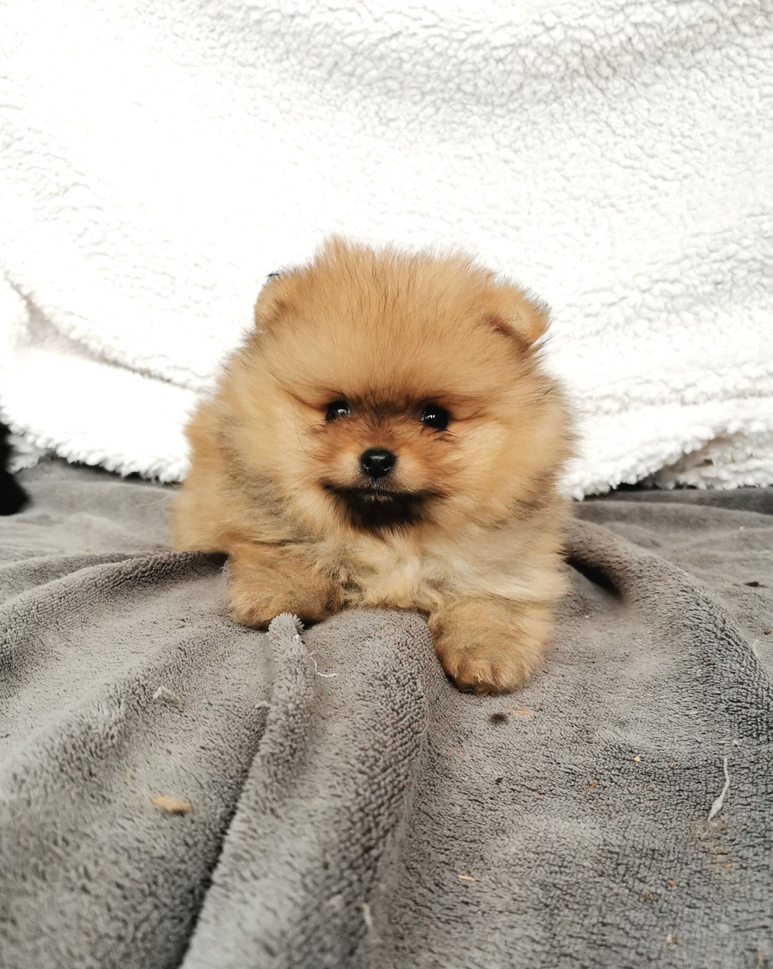 De La Beauté Française - Chiots disponibles - Spitz allemand