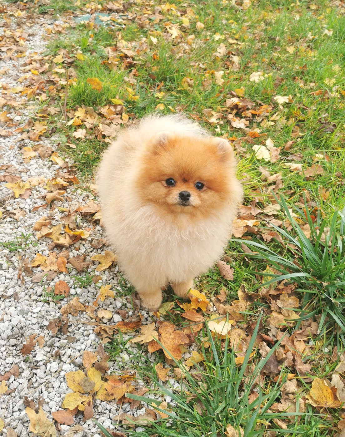 De La Beauté Française - Chiots disponibles - Spitz allemand